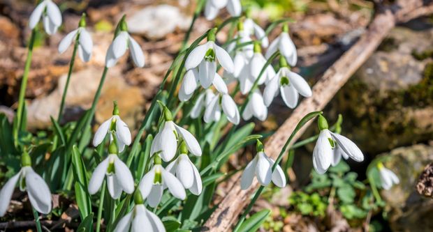 Snowdrops at Waterperry Gardens, Near Oxford